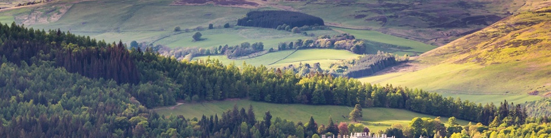 Bowhill 2013 265 web size.jpg