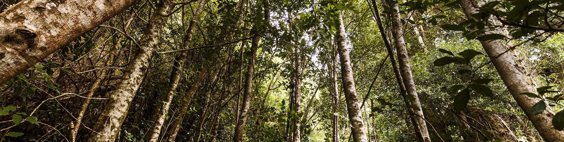 forest argentina med.jpg
