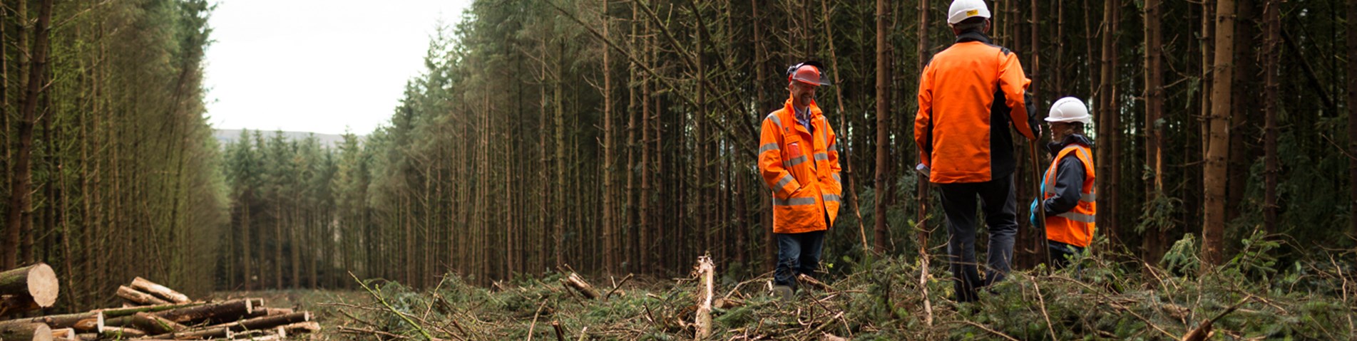 SA_ForestryAudit2015.09-116.jpg (1)