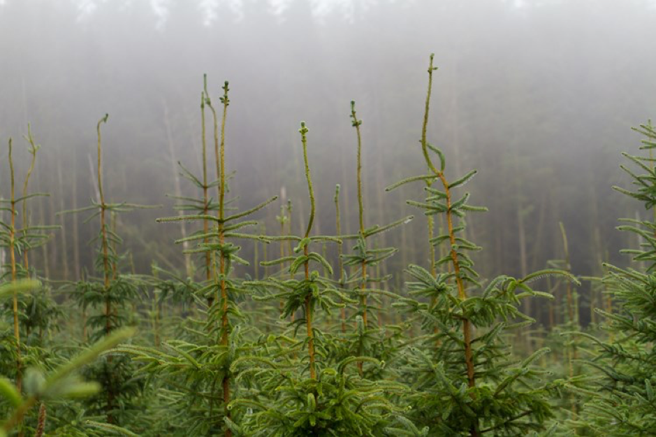 misty christmas tree plantation