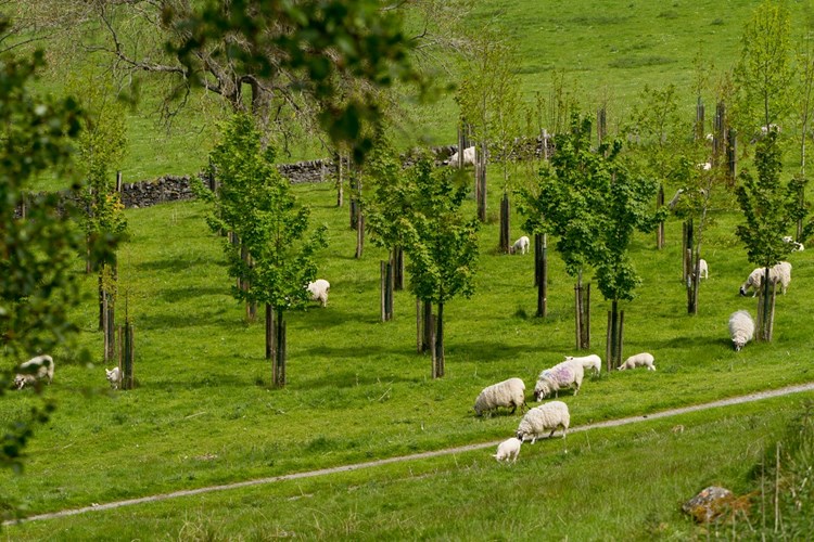 sheeps and trees on a farm