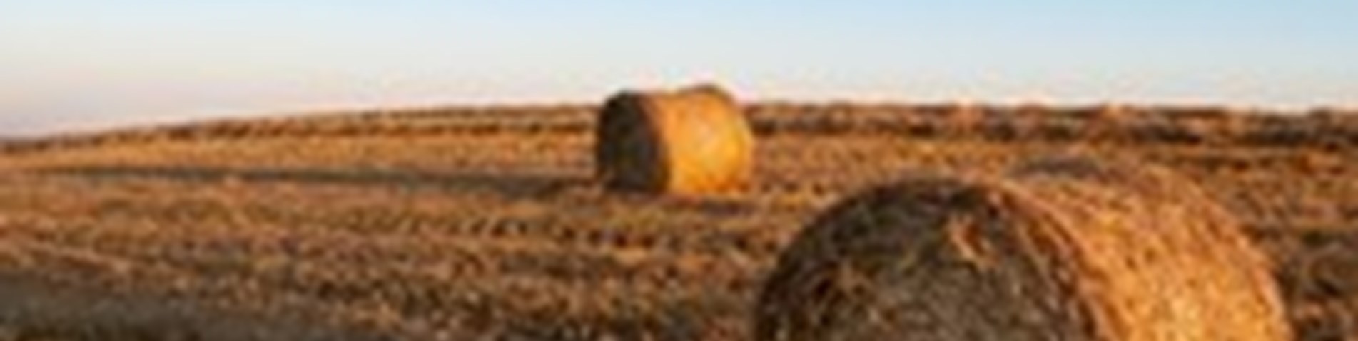 hay.jpg