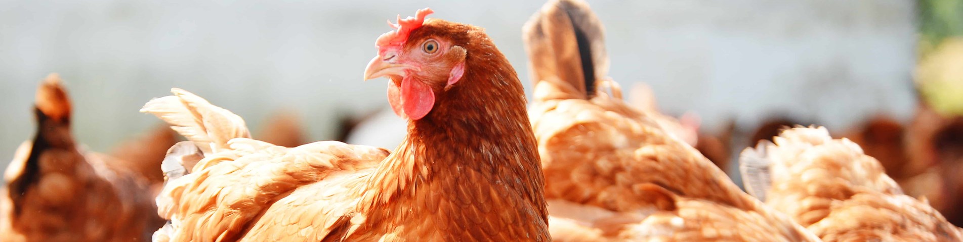 Hens (1)