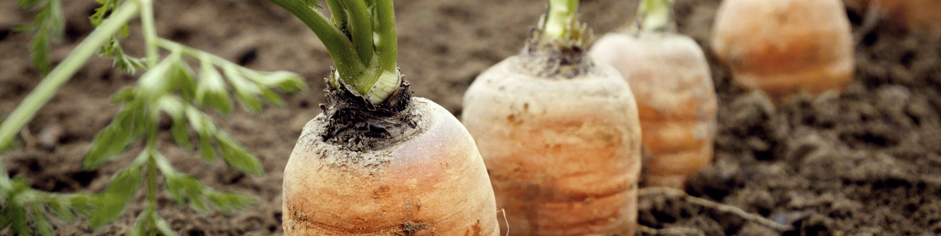Carrots