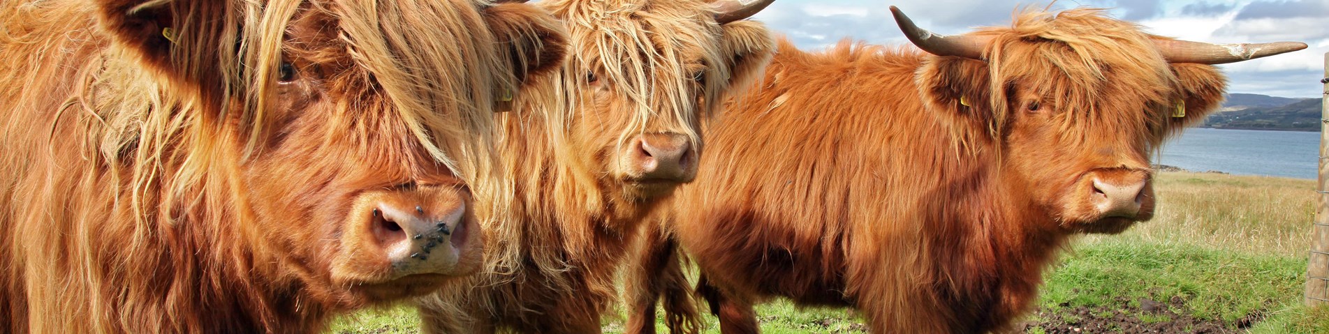 Highland cows