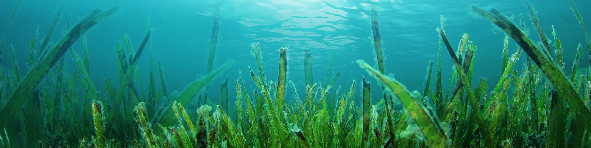 seaweed_oceanfloor.jpg