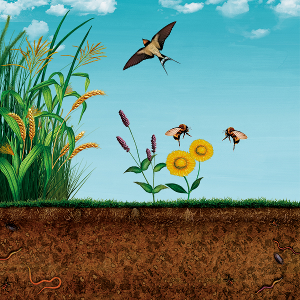 Saving the Earth Starts From the Ground Up