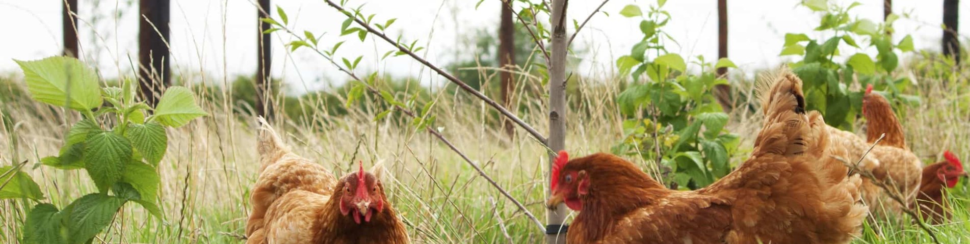 Organic Hens in Field.jpg