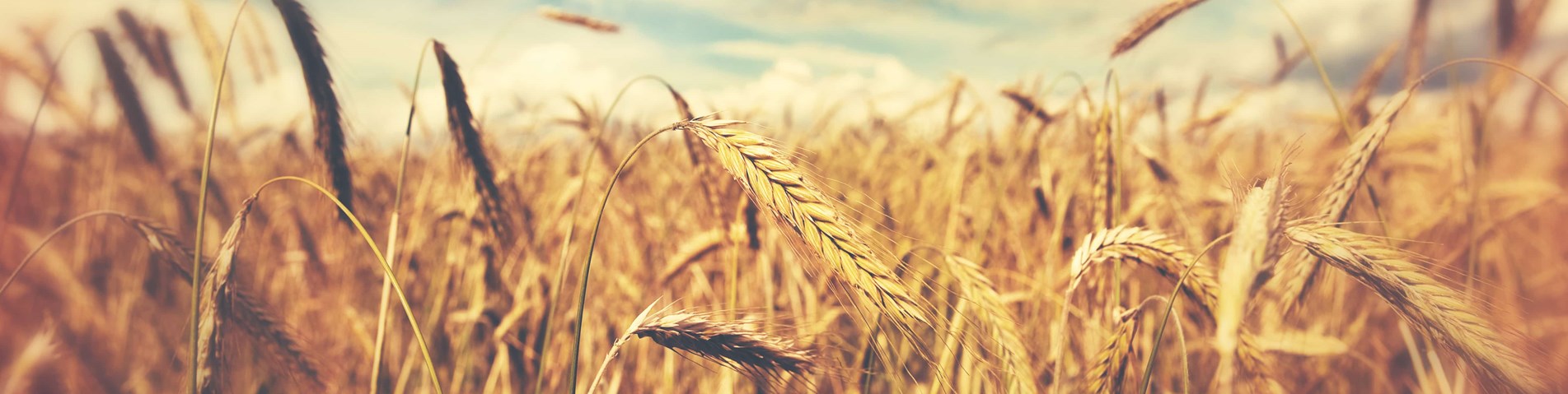Wheat (1)