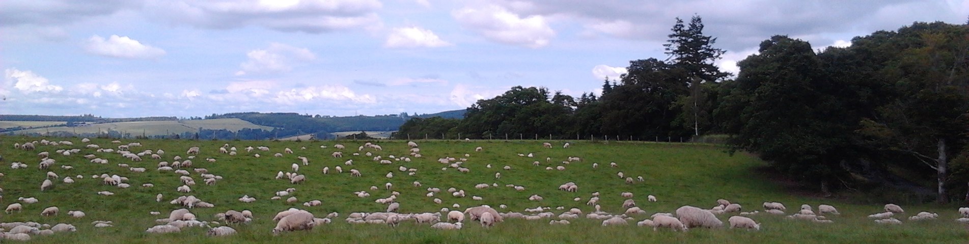 sheep Lyn.jpg