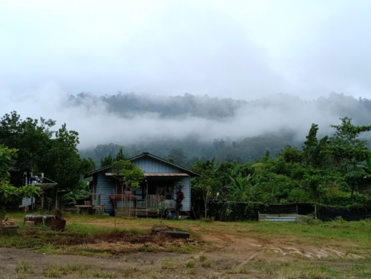 Concession base camp in the morning mist at the base of a rainforest in Borneo