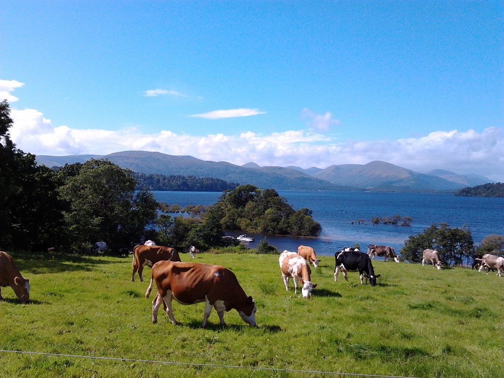 Climate emergency: is giving up meat the answer?