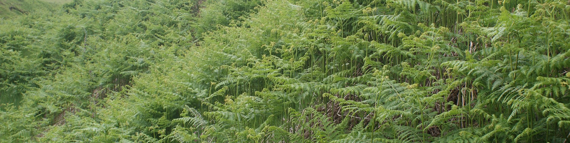 Bracken image 1.jpg