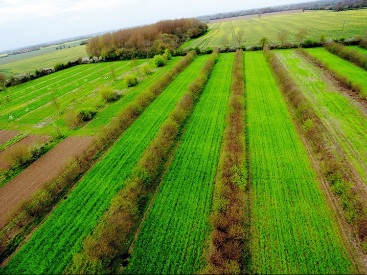Aerial view of agroforestry system
