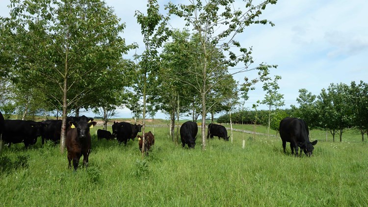 Cows and trees