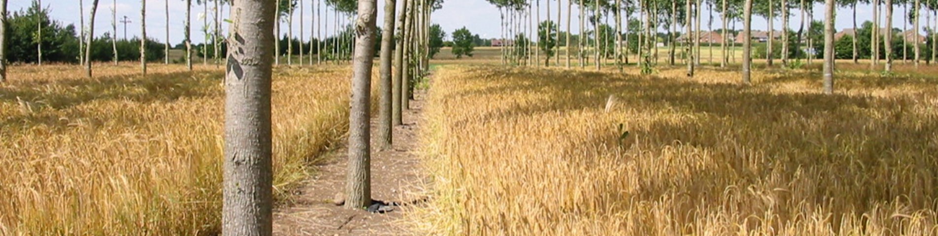 Fig 5a Silvoarable agroforestry Silsoe 2002 (Paul Burgess) copy.JPG