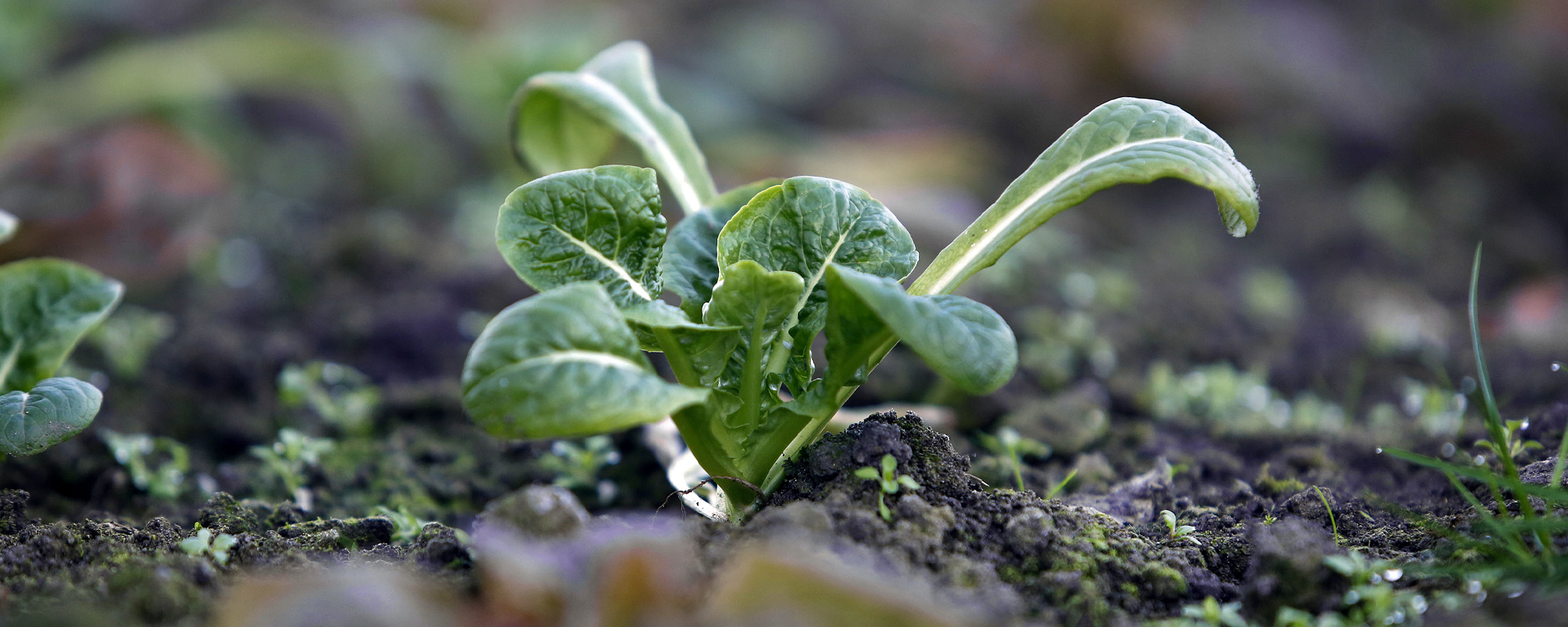 food full width east ayrshire.png