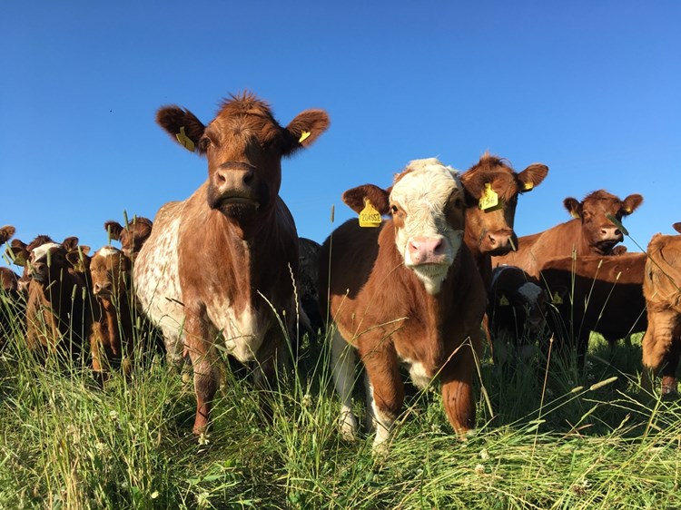 Happy mob grazing cows on Balcaskie Estate