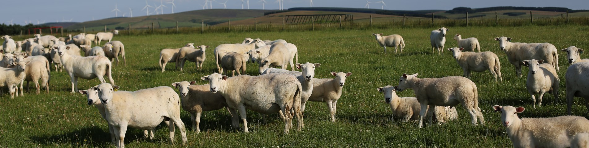 BarnsideFarmSheep_July2019.JPG