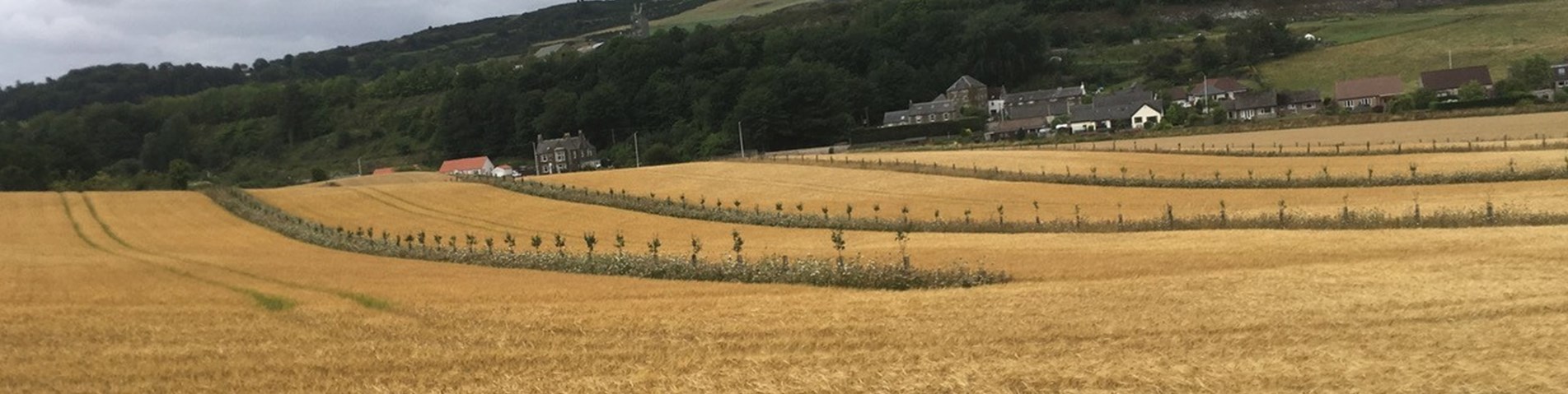Parkhill apples and barley.jpg