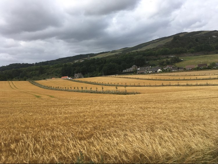 parkhill apples and barley