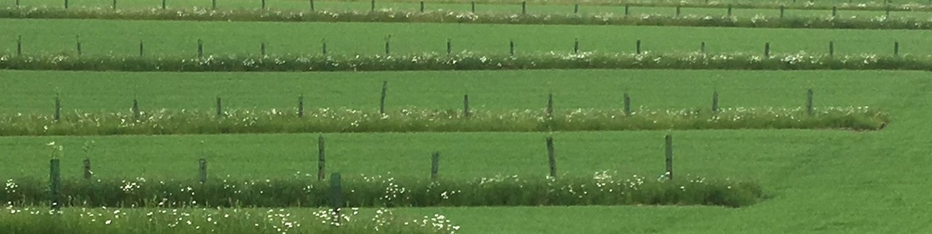 lines of planting banner crop.jpg