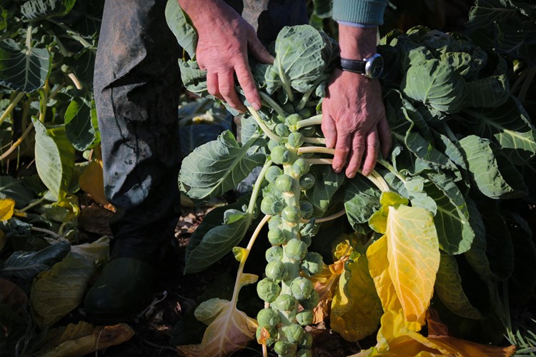 brussel sprouts
