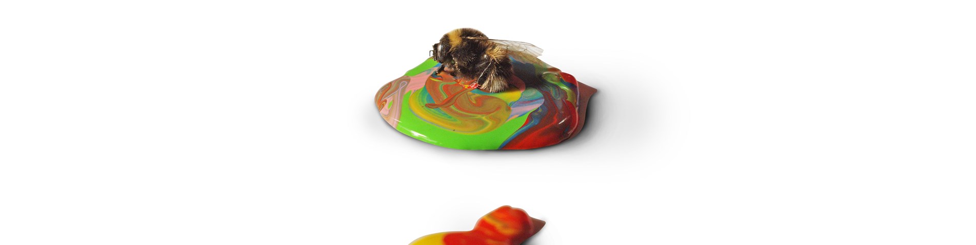 Bee_02.jpg