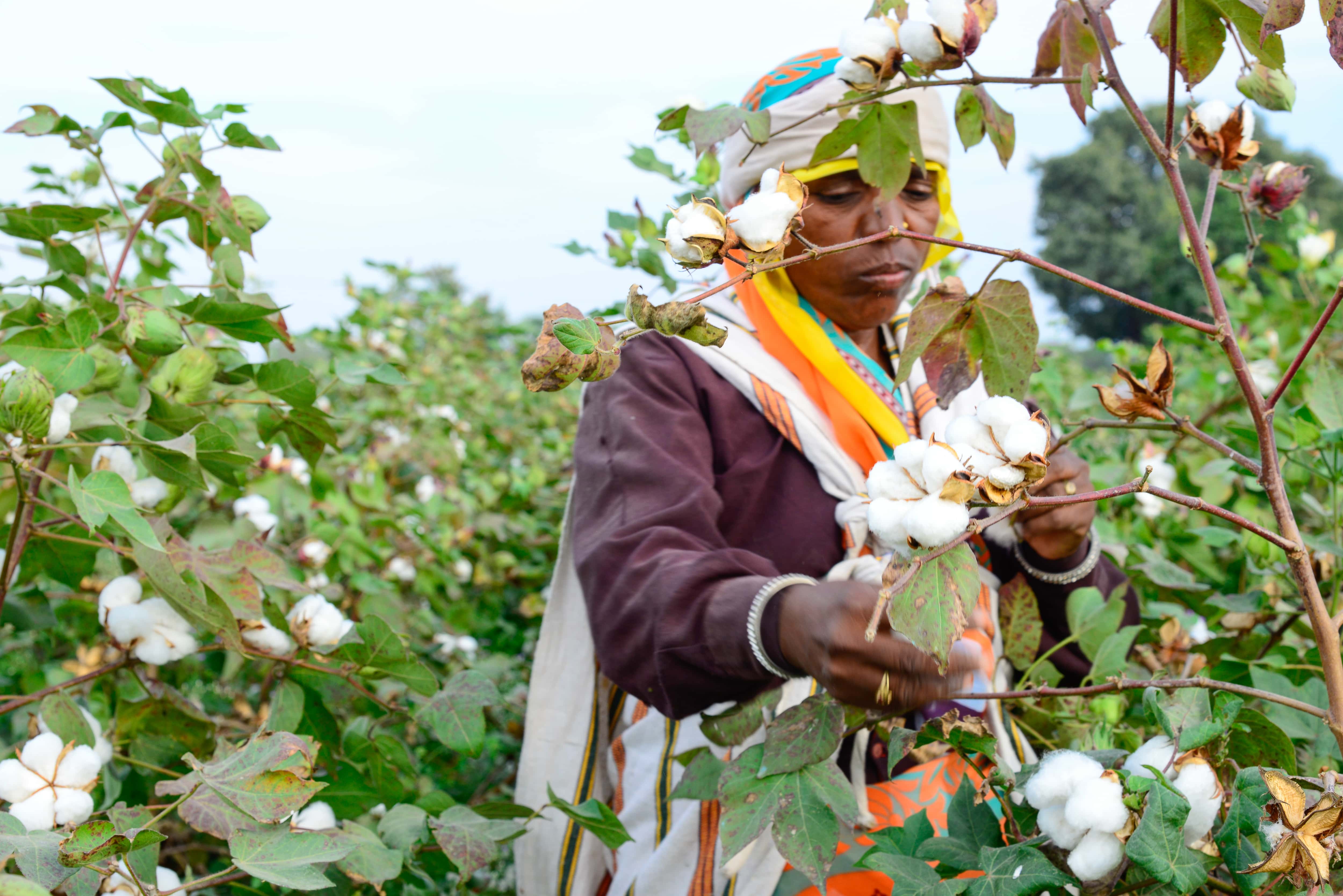 How organic cotton delivers in a waterstressed