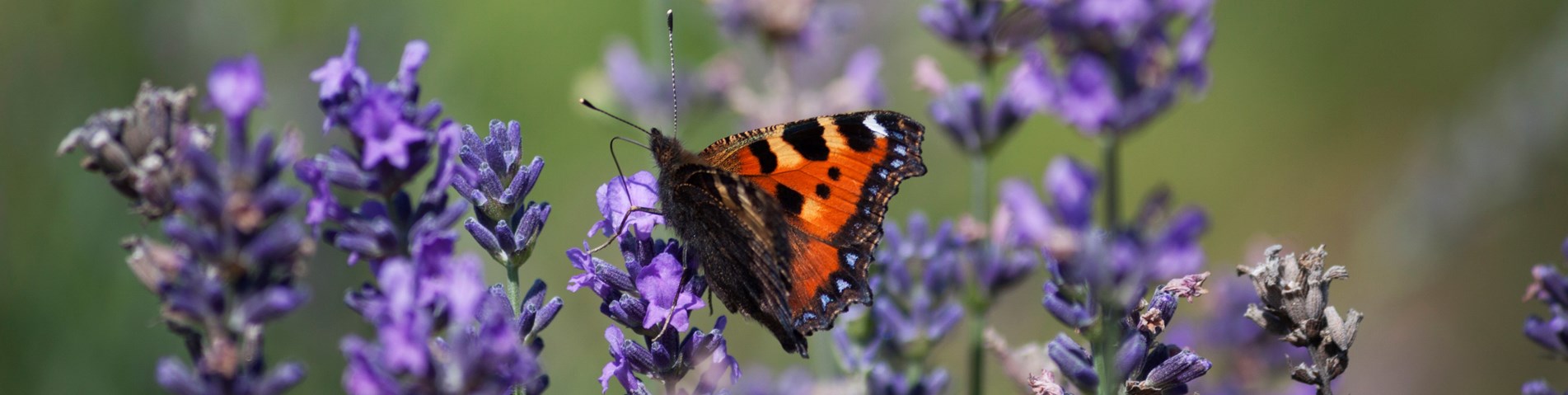 Butterfly Shumei.jpg
