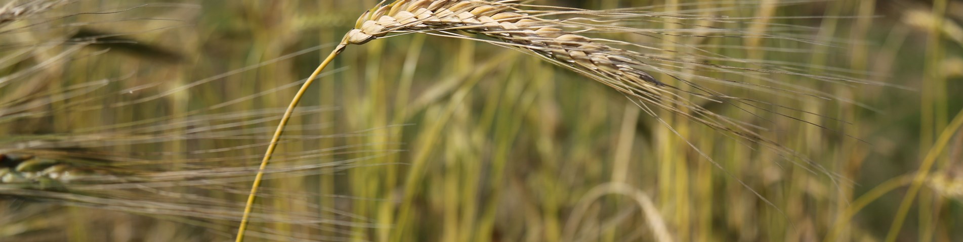 GrainsAtHarvest3.jpg