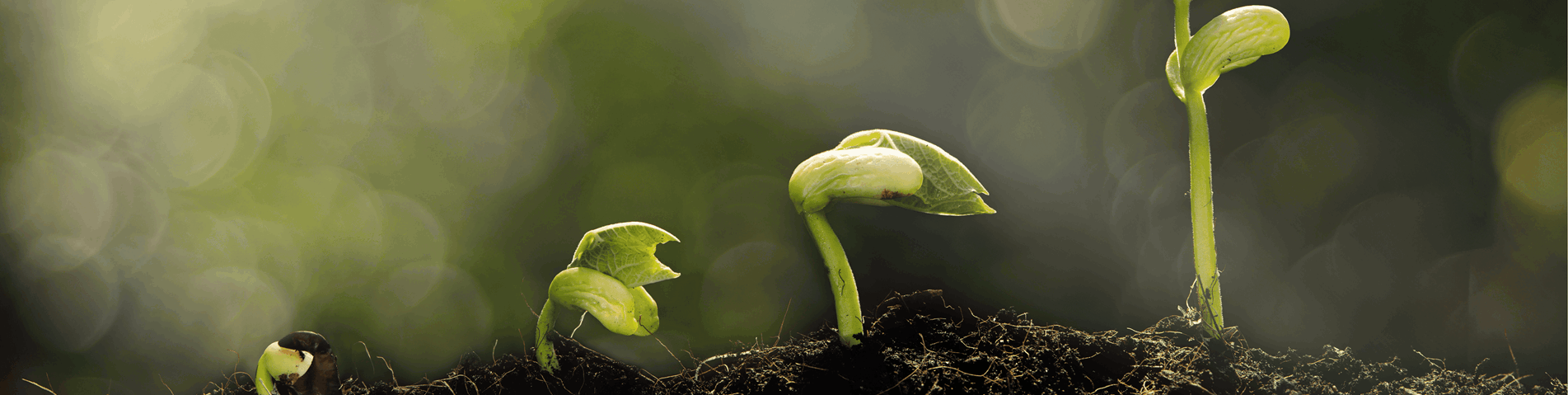 Soil Plant Cropped.png