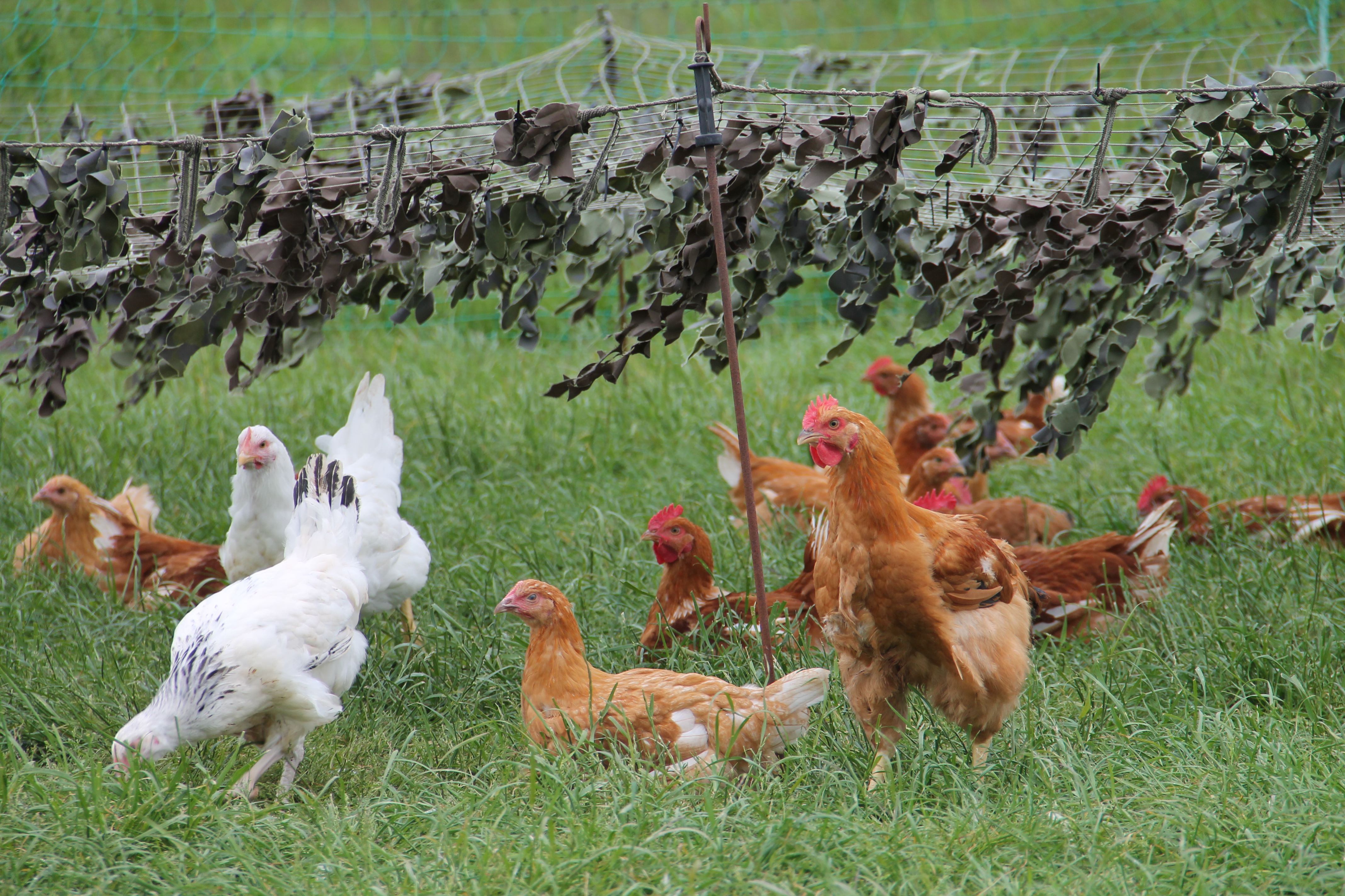 Organic vs. Free Range Eggs, 5 Differences