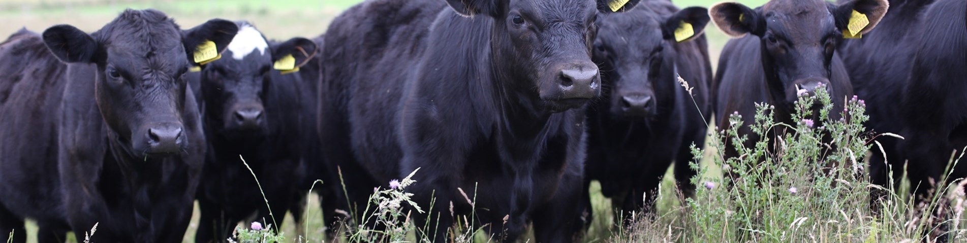 PeelhamFarmCattle_July2019_72dpi.JPG