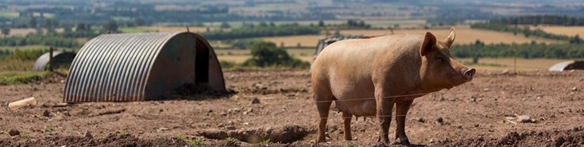 SA_Peelham2015-16_reduced banner.jpg