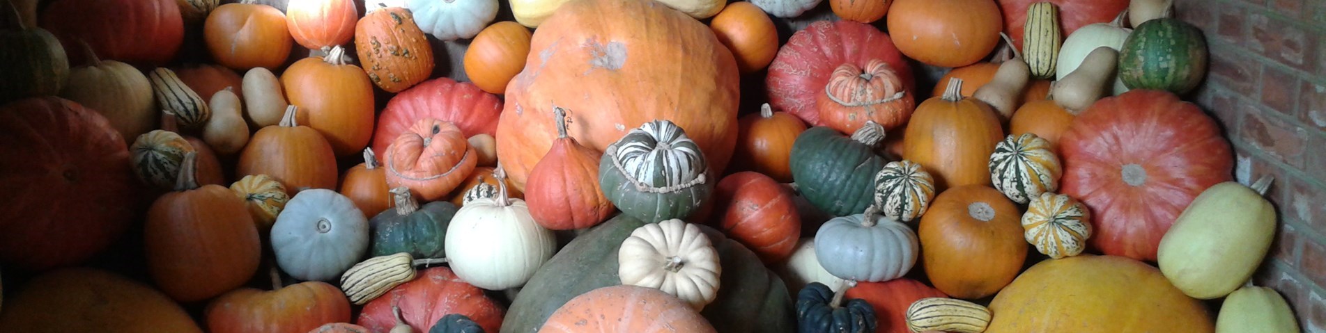 pumpkin pile mixed.jpg