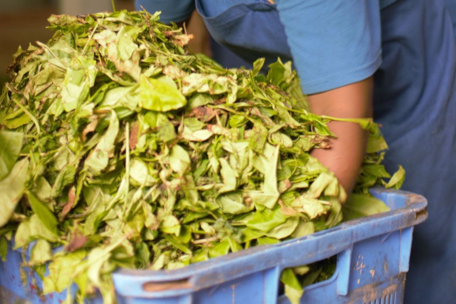 Woman processing dried tea leaves