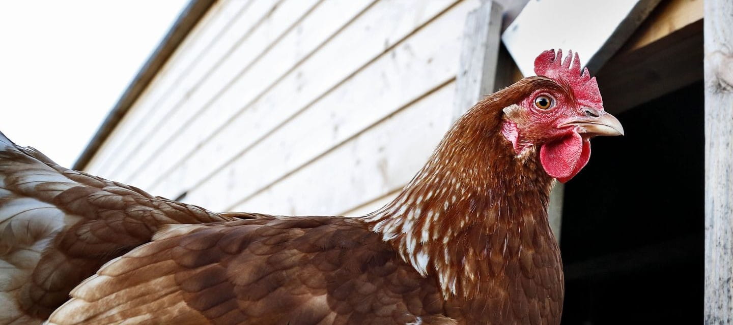 A hen near a poultry barn