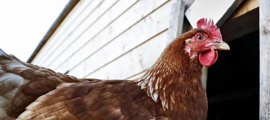 A hen near a poultry barn