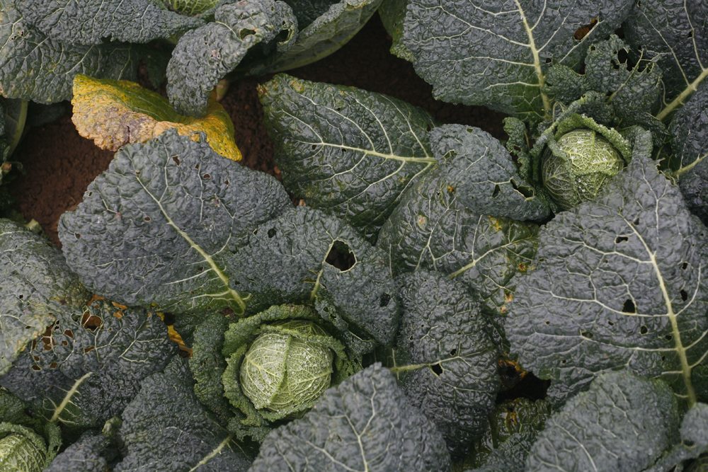 cabbage in field with leaves