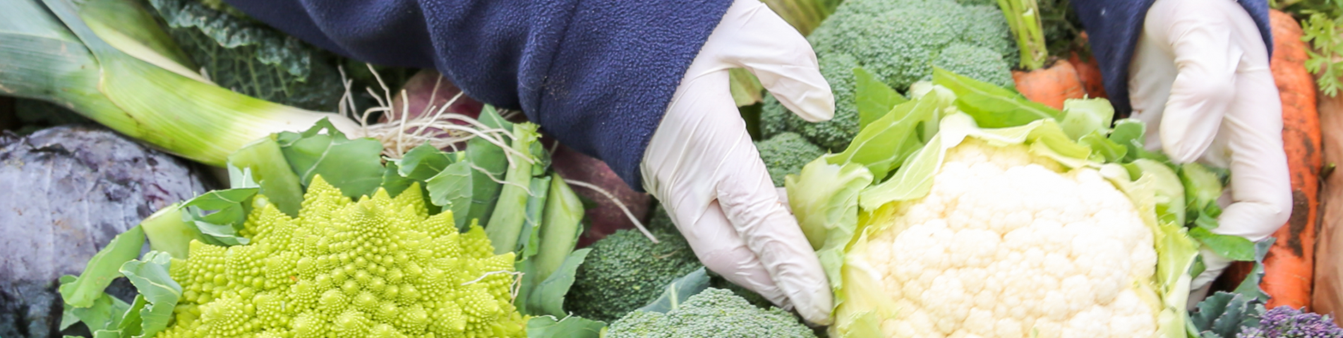 full achnagairn farm holding fresh seasonal vegetables.png