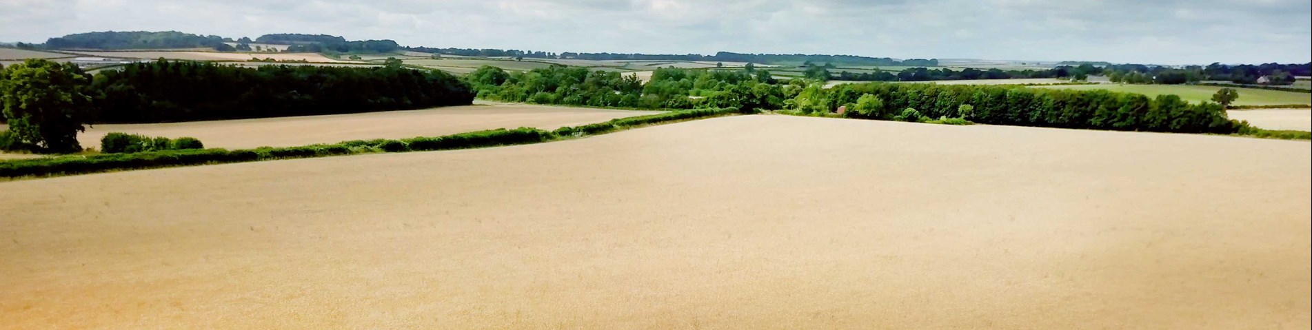 Arable farm organic.jpg