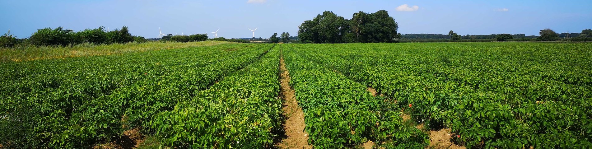 RB Organic farm.jpg