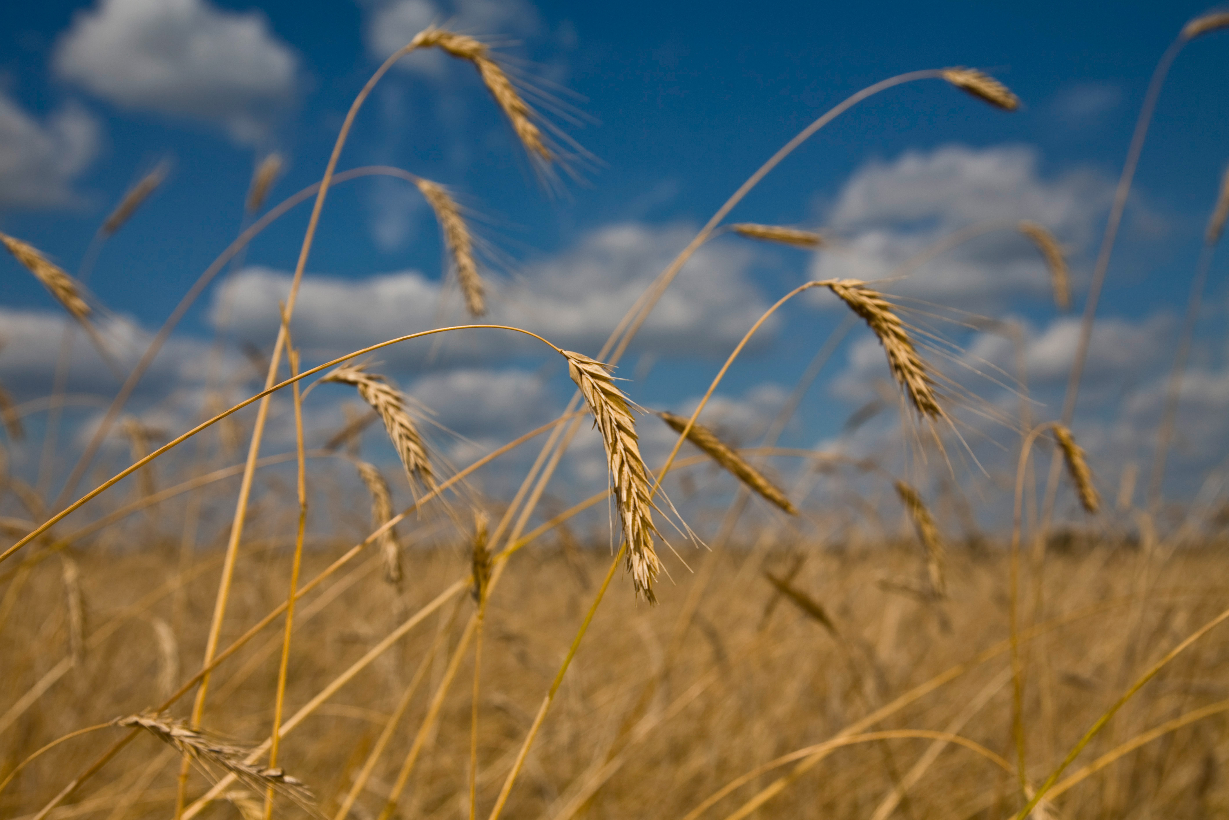 Changes to the % of organic seed in grass seed mixes from 1st January 2026 for farms in Great Britain