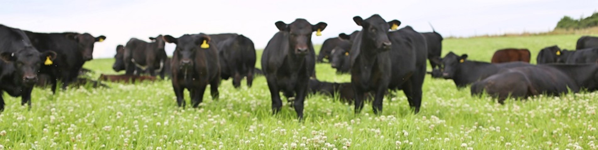 DurieFarm_Fife_July2019 web size.jpg