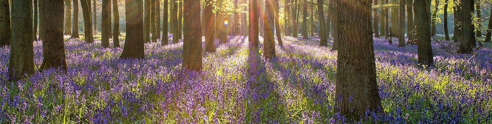 forest-and-flowers.jpg