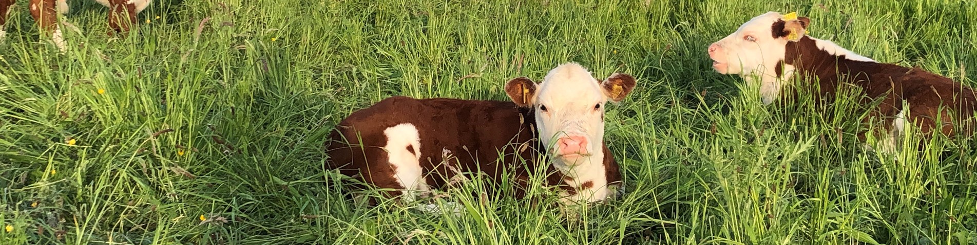 Cows in pasture.jpg