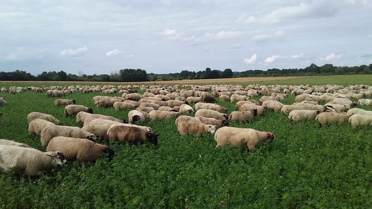 Lambs