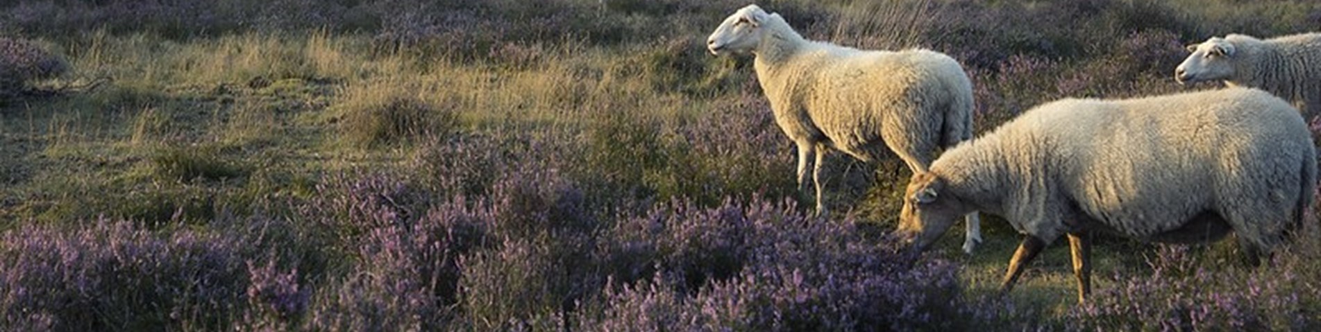 Sheep_heather_Flickr_RPID.jpg