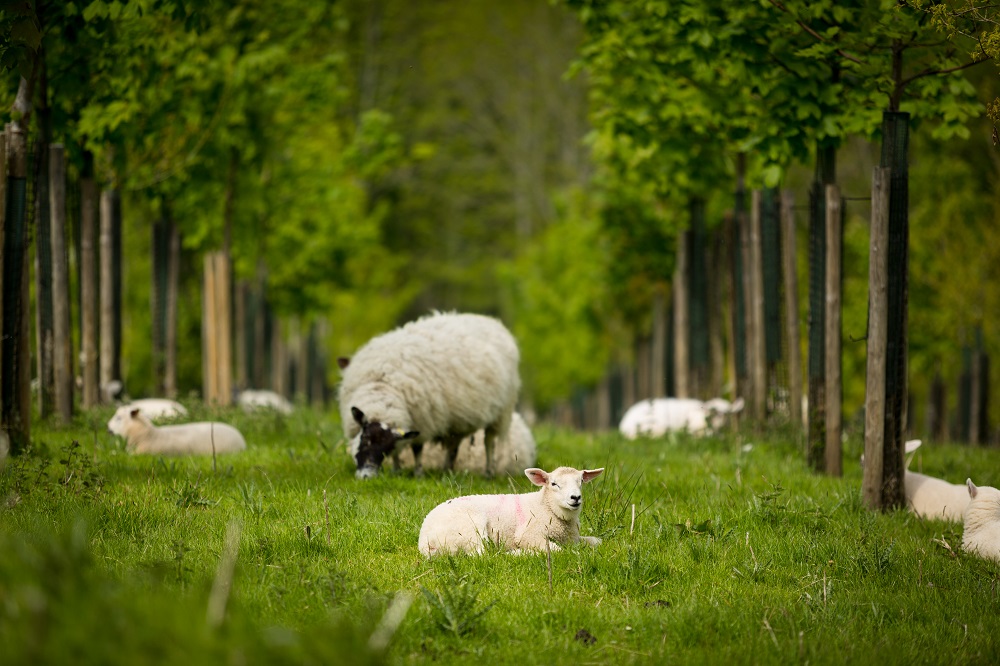 Agroforestry